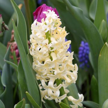 Giacinto City of Haarlem (forzato) - Hyacinthus