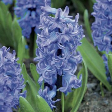 Giacinto Delft Blue - Hyacinthus