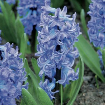 Giacinto Delft Blue (forzato) - Hyacinthus