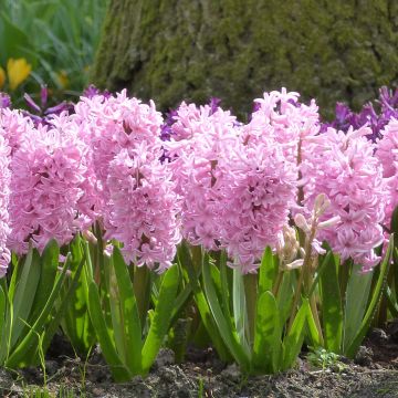 Giacinto Fondant (forzato) - Hyacinthus