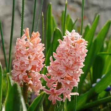 Giacinto Gipsy Queen - Hyacinthus