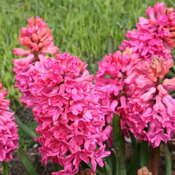 Giacinto Jan Bos (forzato) - Hyacinthus