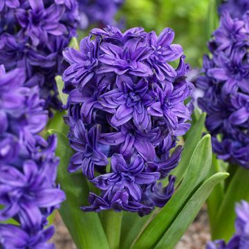 Giacinto Twin Pearl - Hyacinthus