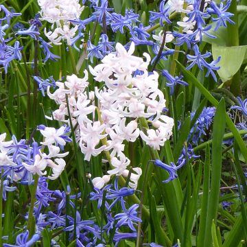 Giacinto Multiflora White - Hyacinthus