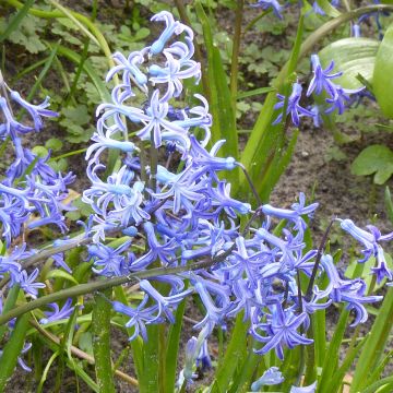 Giacinto Multiflora Blue - Hyacinthus