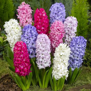 Giacinto Mix - Hyacinthus