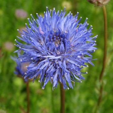 Jasione laevis Blaulicht