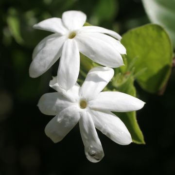 Jasminum officinalis Affinis - Gelsomino comune