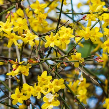 Jasminum nudiflorum - Gelsomino d'inverno