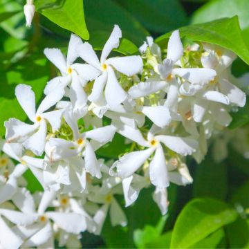 Trachelospermum jasminoides - Falso gelsomino