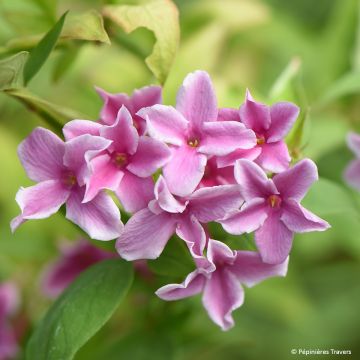 Jasminum stephanense Starry Summer Scent - Gelsomino