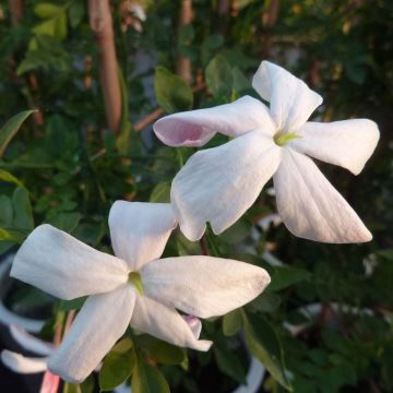 Jasminum grandiflorum - Gelsomino di Spagna