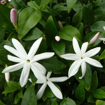 Jasminum multipartitum - Gelsomino di primavera