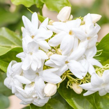 Jasminum sambac - Gelsomino arabo