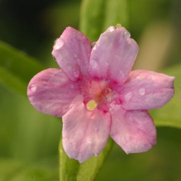 Jasminum stephanense - Gelsomino