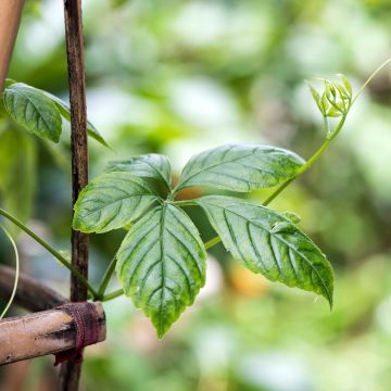 Gynostemma pentaphyllum - Ginpent