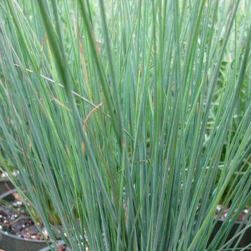 Juncus inflexus Blue Dart - Giunco tenace