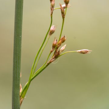 Juncus inflexus - Giunco tenace