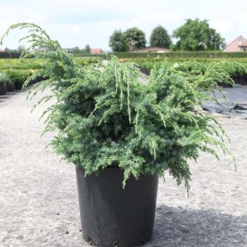 Juniperus chinensis Blue Alps - Ginepro cinese