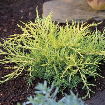 Juniperus pfitzeriana Golden Saucer - Ginepro