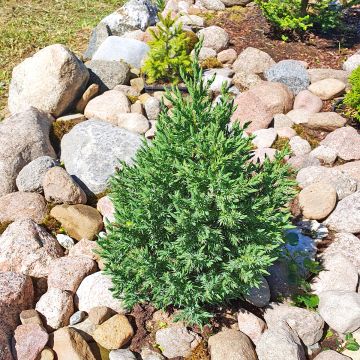 Juniperus chinensis Stricta - Ginepro cinese