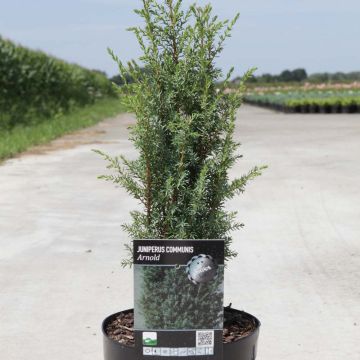 Juniperus communis Arnold - Ginepro comune