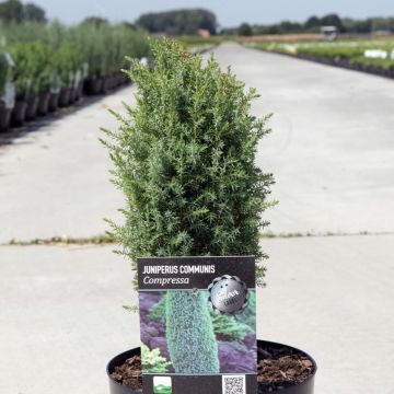 Juniperus communis Compressa - Ginepro comune