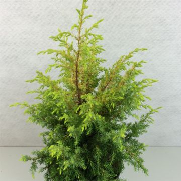 Juniperus communis Gold Cone - Ginepro comune