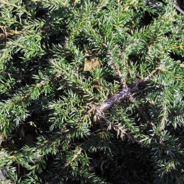 Juniperus communis Green Carpet - Ginepro comune