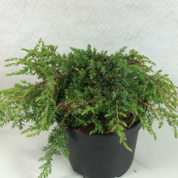 Juniperus communis Hornibrookii - Ginepro comune