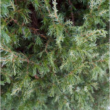 Juniperus communis Suecica - Ginepro comune