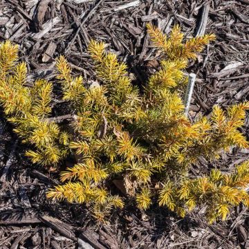 Juniperus conferta All Gold - Ginepro