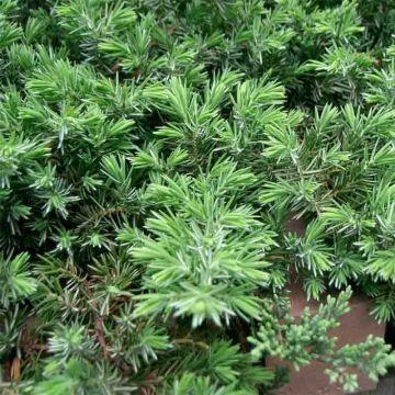 Juniperus conferta Blue Pacific - Ginepro