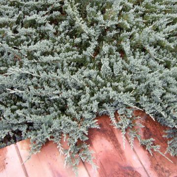 Juniperus horizontalis Blue Chip - Ginepro strisciante