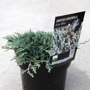 Juniperus horizontalis Icee Blue - Ginepro strisciante