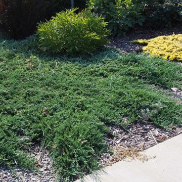 Juniperus horizontalis Wiltonii - Ginepro strisciante