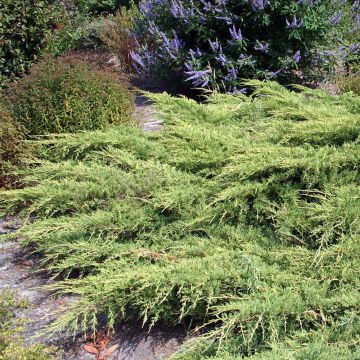 Juniperus media Pfitzeriana - Ginepro