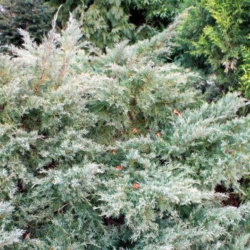 Juniperus pfitzeriana Glauca - Ginepro