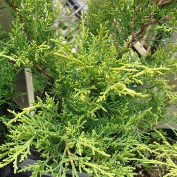 Juniperus pfitzeriana Old Gold - Ginepro