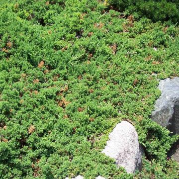 Juniperus procumbens Nana - Ginepro nano