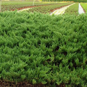 Juniperus sabina Tamariscifolia - Ginepro sabino