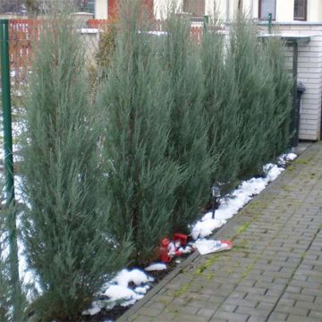 Juniperus scopulorum Skyrocket - Ginepro