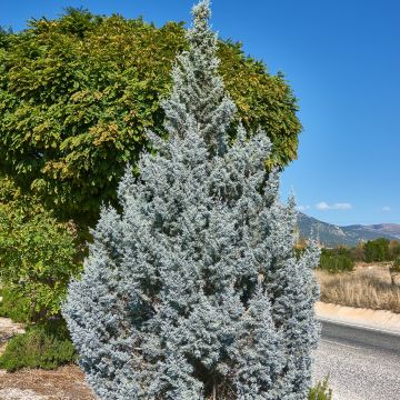 Juniperus scopulorum Moonglow - Ginepro