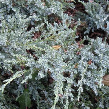 Juniperus squamata Blue Carpet - Ginepro