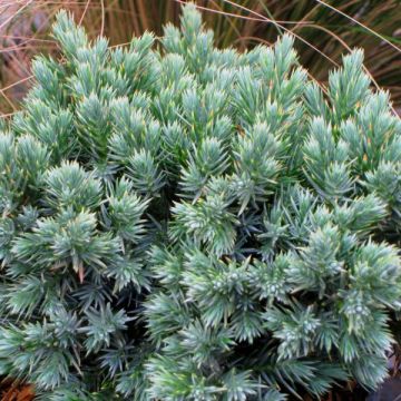 Juniperus squamata Blue Star - Ginepro