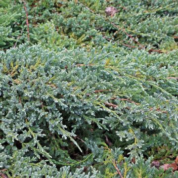 Juniperus squamata Blue Swede - Ginepro