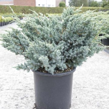 Juniperus squamata Meyeri - Ginepro