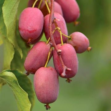 Mini kiwi Actinidia arguta Pink Jumbo