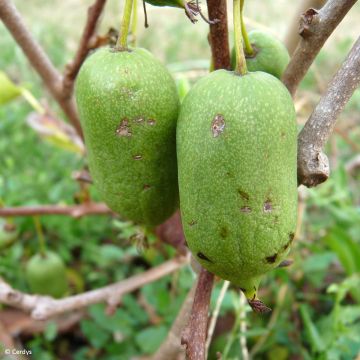 Mini kiwi Actinidia arguta Super Issaï