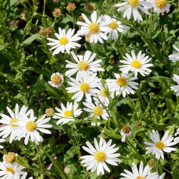 Kalimeris incisa Alba - Aster giapponese